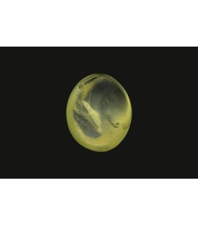 2.43 cts Natural Cats Eye - Lehsunia (SKU:90075247)