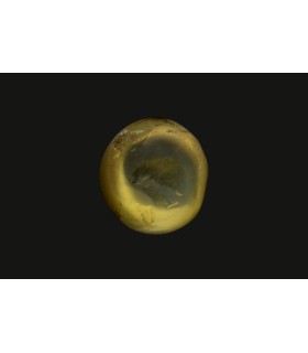 1.68 cts Natural Cats Eye - Lehsunia (SKU:90075322)