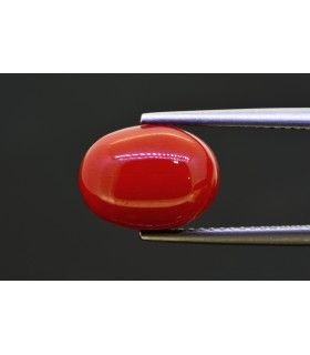 5.36 cts Natural Coral (Moonga)