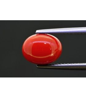 3.34 cts Natural Coral (Moonga)