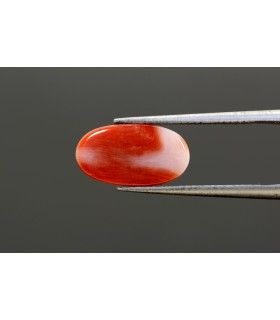 1.66 cts Natural Pearl - Moti (SKU:90073014)