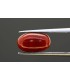 2.73 cts Natural Coral (Moonga)
