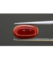 2.73 cts Natural Coral (Moonga)