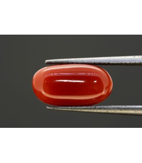 4.09 cts Natural Coral (Moonga)