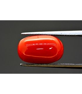 8.09 cts Natural Coral (Moonga)