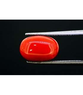 5.83 cts Natural Coral (Moonga)