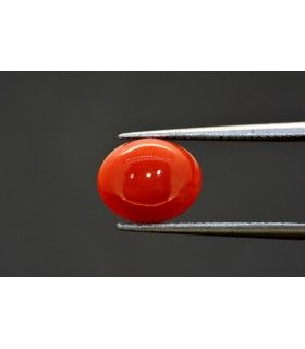 2.22 cts Natural Coral (Moonga)