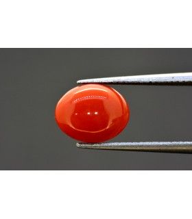 2.26 cts Natural Coral (Moonga)