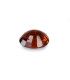 3.87 cts Natural Coral - Moonga (SKU:90080968)