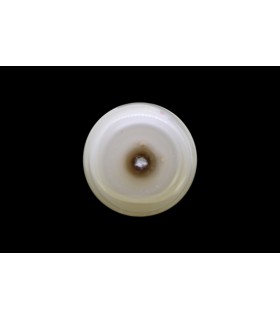 2.37 cts Natural Pearl - Moti (SKU:90084294)