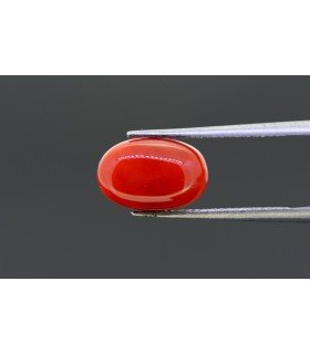 4.61 cts Natural Coral (Moonga)