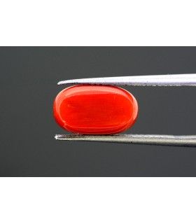 3.63 cts Natural Coral (Moonga)