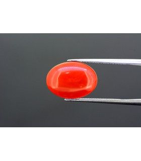 3.63 cts Natural Coral (Moonga)