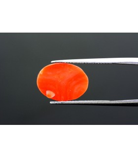 4.22 cts Natural Coral - Moonga (SKU:90023354)