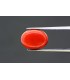 6.66 cts Natural Coral - Moonga (SKU:90119552)