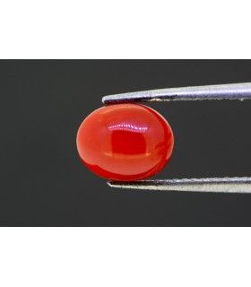2.22 cts Natural Coral (Moonga)