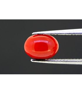 2.06 cts Natural Coral (Moonga)