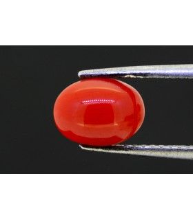 2.07 cts Natural Coral (Moonga)