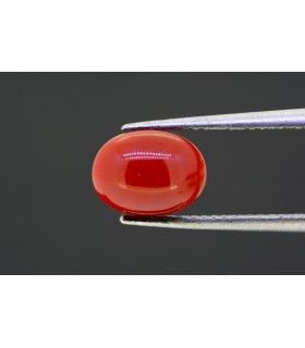 2.46 cts Natural Coral (Moonga)