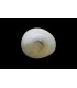 2.39 cts Natural Pearl - Moti (SKU:90140211)