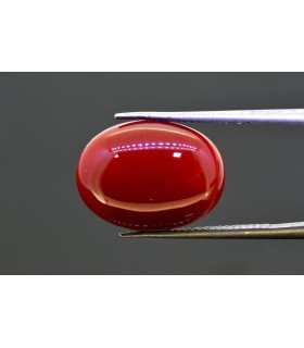 16.12 cts Natural Coral (Moonga)