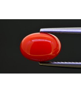 2.85 cts Natural Coral (Moonga)