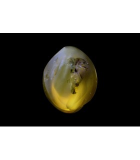 2.7 cts Natural Cats Eye - Lehsunia (SKU:90144820)