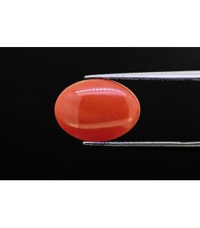 3.46 cts Natural Coral (Moonga)