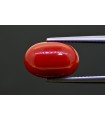 7.28 cts Natural Coral (Moonga)