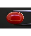 10.97 cts Natural Coral (Moonga)