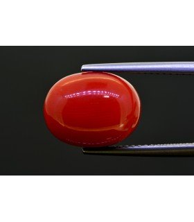 8.51 cts Natural Coral (Moonga)