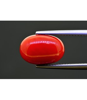 7.23 cts Natural Coral (Moonga)