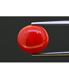 4.75 cts Natural Coral (Moonga)