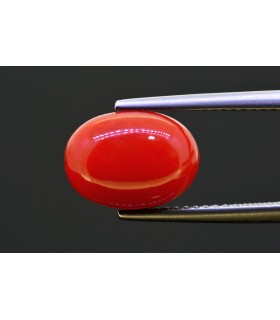 5.18 cts Natural Coral (Moonga)