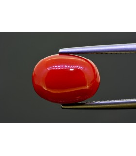 5.76 cts Natural Coral (Moonga)