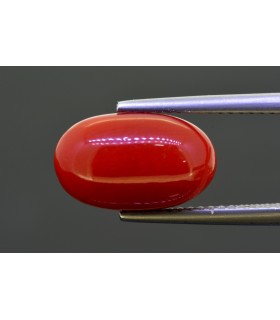 5.81 cts Natural Coral (Moonga)