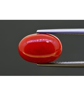 6.02 cts Natural Coral (Moonga)