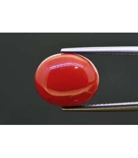 8.72 cts Natural Coral (Moonga)