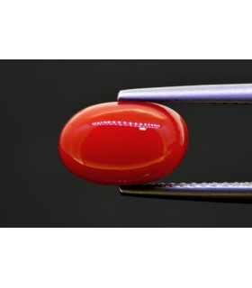 3.22 cts Natural Coral (Moonga)