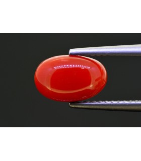 2.57 cts Natural Coral (Moonga)