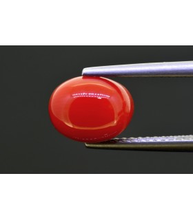 3.02 cts Natural Coral (Moonga)