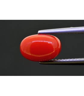 3.40 cts Natural Coral (Moonga)