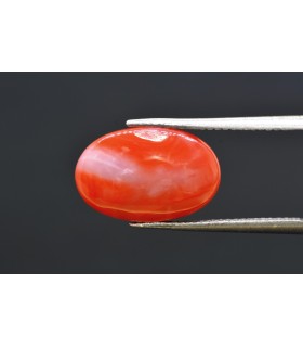 6.15 cts Natural Coral - Moonga (SKU:90160288)