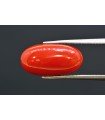 7.08 cts Natural Coral (Moonga)