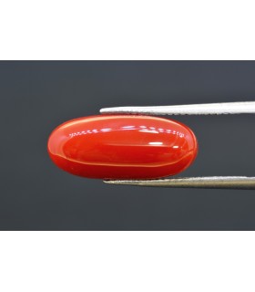 7.60 cts Natural Coral (Moonga)