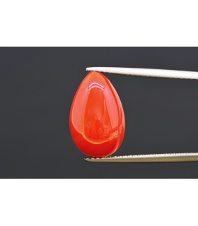 5.46 cts Natural Coral (Moonga)