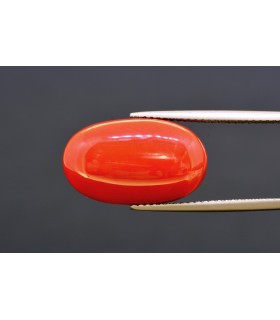 13.34 cts Natural Coral (Moonga)