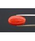 7.08 cts Natural Coral (Moonga)
