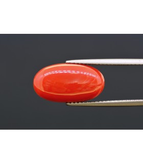 7.08 cts Natural Coral (Moonga)