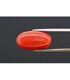 7.08 cts Natural Coral (Moonga)